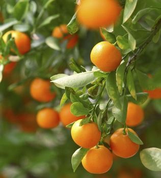 iStock_000005679317Medium[1].jpg